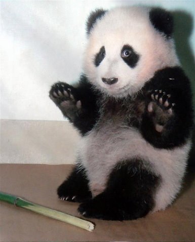 Zv Panda.jpg